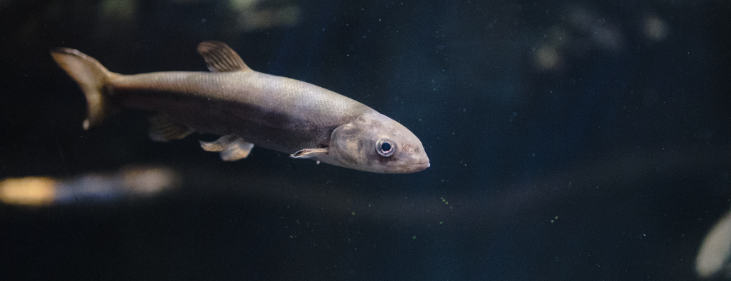 Illustration of fish farming